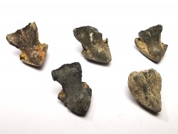 RHYNCHOLITE Late Jurassic (Drôme)