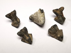 RHYNCHOLITE Late Jurassic (Drôme)