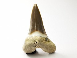 dent de requin Cretoxyrhina mantelli - Cénomanien (Texas)