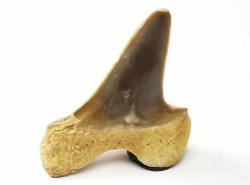 dent de requin Cretoxyrhina mantelli - Cénomanien (Texas)