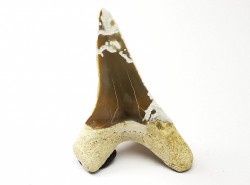 dent de requin Cretoxyrhina mantelli - Cénomanien (Texas)