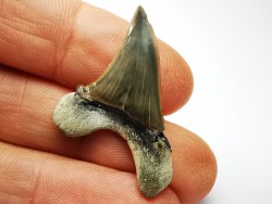 dent de requin Cretoxyrhina mantelli - Cénomanien (Texas)