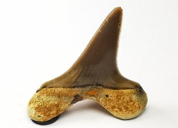dent de requin Cretoxyrhina mantelli - Cénomanien (Texas)
