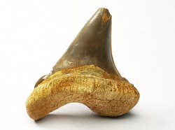 dent de requin Cretoxyrhina mantelli - Cénomanien (Texas)