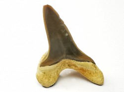 dent de requin Cretoxyrhina mantelli - Cénomanien (Texas)