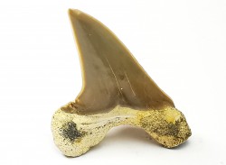 dent de requin Cretoxyrhina mantelli - Cénomanien (Texas)