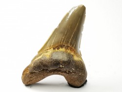 dent de requin Cretoxyrhina mantelli - Cénomanien (Texas)