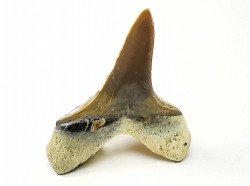 dent de requin Cretoxyrhina mantelli - Cénomanien (Texas)