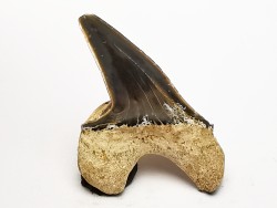 dent de requin Cretoxyrhina mantelli - Cénomanien (Texas)