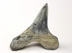 dent de requin Cretoxyrhina mantelli - Cénomanien (Texas)