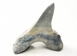 dent de requin Cretoxyrhina mantelli - Cénomanien (Texas)