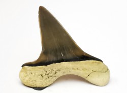shark tooth Cretoxyrhina mantelli - Cenomanian (Texas)