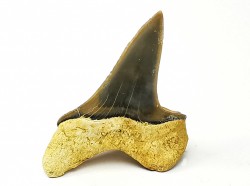 dent de requin Cretoxyrhina mantelli - Cénomanien (Texas)