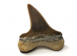 dent de requin Cretoxyrhina mantelli - Cénomanien (Texas)