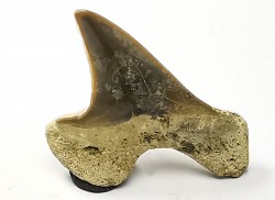 dent de requin Cretoxyrhina mantelli - Cénomanien (Texas)