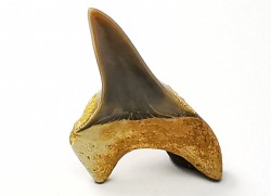 dent de requin Cretoxyrhina mantelli - Cénomanien (Texas)