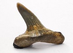 shark tooth Cretoxyrhina mantelli - Cenomanian (Texas)