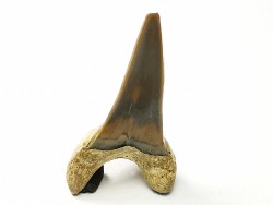 shark tooth Cretoxyrhina mantelli - Cenomanian (Texas)
