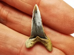 dent de requin Cretoxyrhina mantelli - Cénomanien (Texas)
