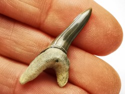 shark tooth Cretoxyrhina mantelli - Cenomanian (Texas)
