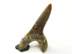 dent de requin Cretoxyrhina mantelli - Cénomanien (Texas)