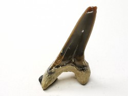 dent de requin Cretoxyrhina mantelli - Cénomanien (Texas)