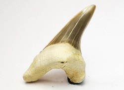 dent de requin Cretoxyrhina mantelli - Cénomanien (Texas)