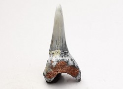 dent de requin Cretoxyrhina mantelli - Cénomanien (Texas)