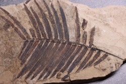 zamites feneonis - kimmeridgian - Orbagnoux, FRANCE