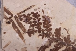Cycadopteris Jurensis - kimmeridgian - FRANCE