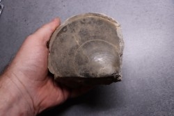 PLAGIOSTOMA GIGANTEA - Toarcian - Airvault, FRANCE