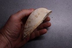 NERIUM PARISIENSIS  Lutetian  Oise - FRANCE