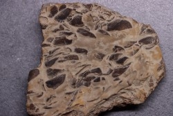 LAMELLAPTYCHUS   Valanginien  Col St Jean - DROME - FRANCE