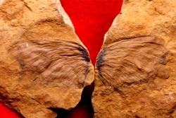 aile d'insecte à indeterminer  Braidwood Fmt  Pennsylvanien  Knop Noster, Mo - USA