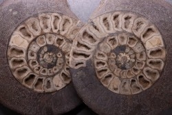 ammonite sciée:  Hildoceras bifrons   toarcian  UK