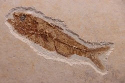 DAPALIS MACRURUS - stampian - Provence - France