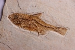 DAPALIS MACRURUS - oligocène de Provence - FRANCE