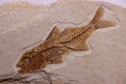 DAPALIS MACRURUS - stampian - Provence - France