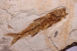DAPALIS MACRURUS - stampian - Provence - France