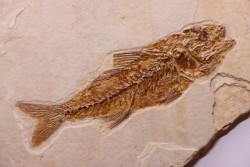 DAPALIS MACRURUS - stampian - Provence - France