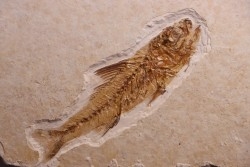 DAPALIS MACRURUS - stampian - Provence - France