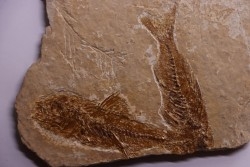 DAPALIS MACRURUS - stampian - Provence - France