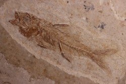 DAPALIS MACRURUS - stampian - Provence - France