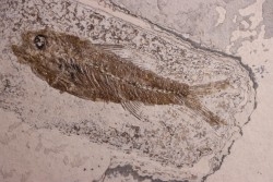 DAPALIS MACRURUS - stampian - Provence - France
