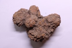 coprolithe of reptil - cenozoic -  Betsiboka, province of Majunga - Madagascar