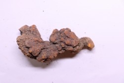 coprolithe of reptil - cenozoic -  Betsiboka, province of Majunga - Madagascar