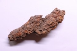coprolithe of reptil - cenozoic -  Betsiboka, province of Majunga - Madagascar