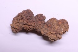 coprolithe of reptil - cenozoic -  Betsiboka, province of Majunga - Madagascar