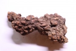 coprolithe of reptil - cenozoic -  Betsiboka, province of Majunga - Madagascar
