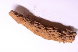 COPROLITHE DE REPTILE - cénozoïque - région de Betsiboka, province de Majunga - Madagascar